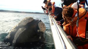 Whales come every year to the Nuevo Gulf, and offer you a unique spectacle in the world