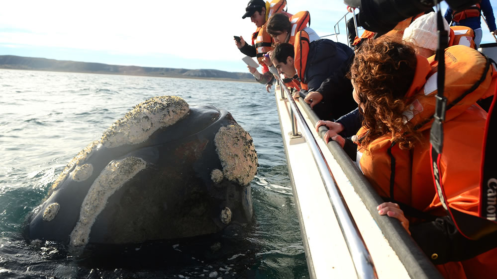 Las ballenas vienen todos los años al Golfo Nuevo, y te ofrecen un espectáculo único en el mundo.