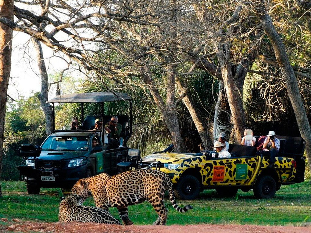 Pantanal Safari: Avistaje de Jaguares y Lodges Brasil